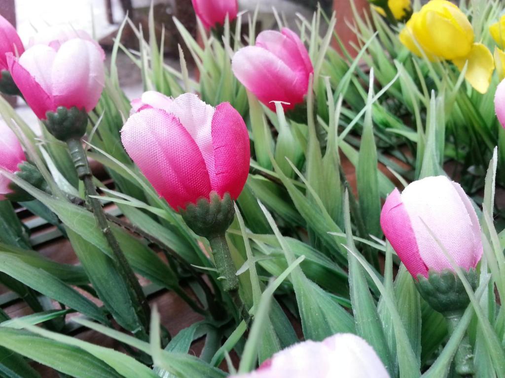 مدينة هوشي منه Pink Tulip Hotel المظهر الخارجي الصورة